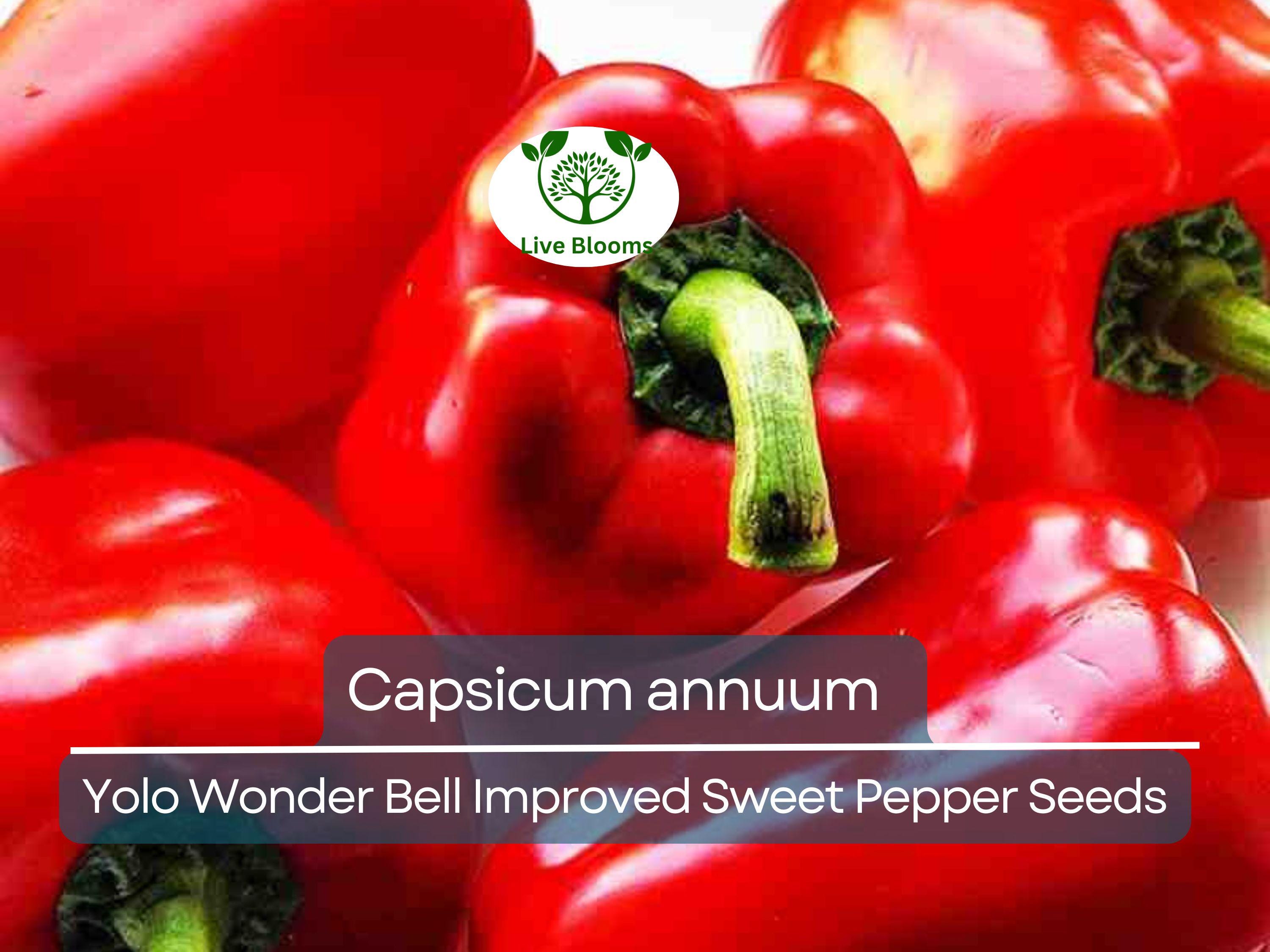 30 Seeds Sweet Pepper Yolo Wonder Bell Improved – Capsicum annuum | High-Yielding Sweet Bell Peppers for Planting & Gardening