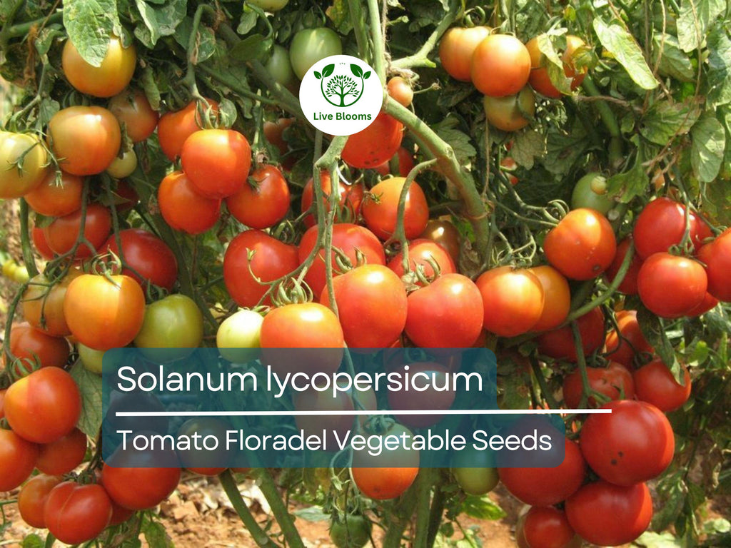 100 mg Floradel Tomato Seeds - Solanum lycopersicum | Heirloom Slicing Tomato for Planting, Gardening & Juicy Harvest