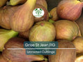 3 Unrooted Fig Tree Cuttings "Grise St Jean" - 6-8” Early & Tasty Figs, 3 Nodes - Fruit Tree for Sale