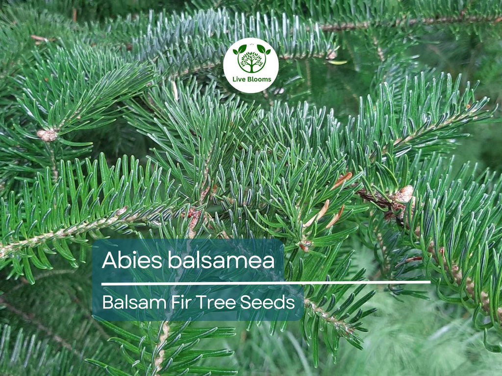 30 Abies balsamea Seeds - Balsam Fir from Lake States | Cold-Hardy Evergreen Seeds Ideal for Planting, Landscaping, Reforestation & Gardens