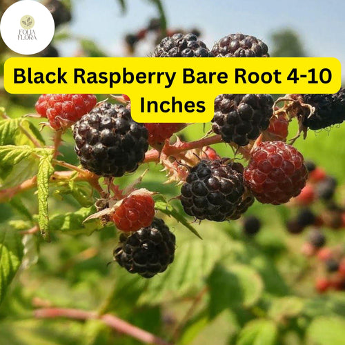 1 Black Raspberry Plant (Mysore Rubus niveus), Live Bare Root Starter Plant, Ready to Grow 4-10 Inches