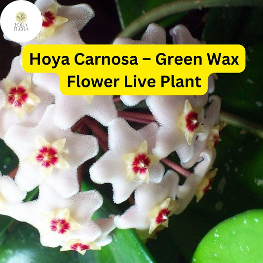 1 Hoya Carnosa – Green Wax Flower Live Plant 5" in 3” Pot – Easy-Care Porcelain Flower Houseplant
