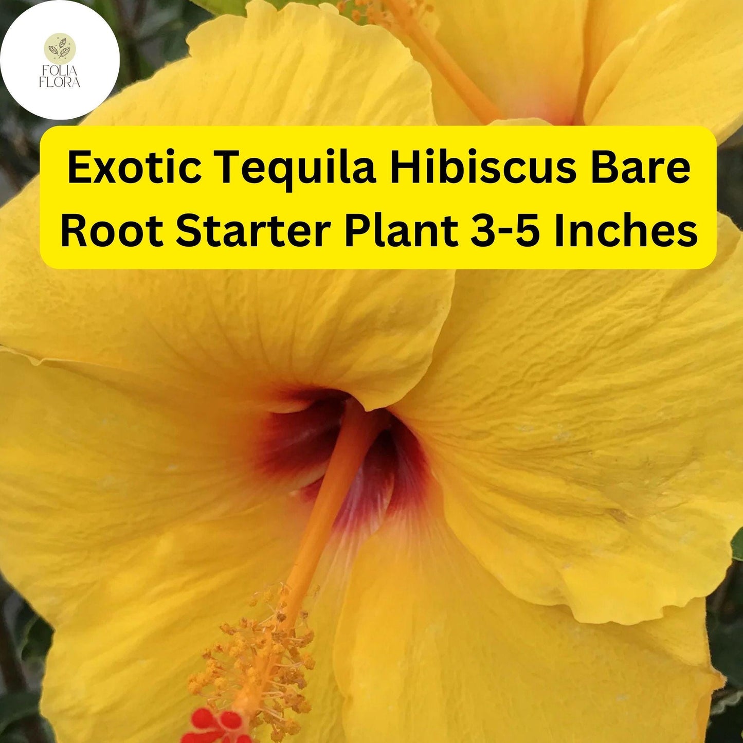 1 Hibiscus rosa-sinensis 'Tequila' - Exotic Tequila Hibiscus Live Bare Root Starter Plant 3-5 Inches