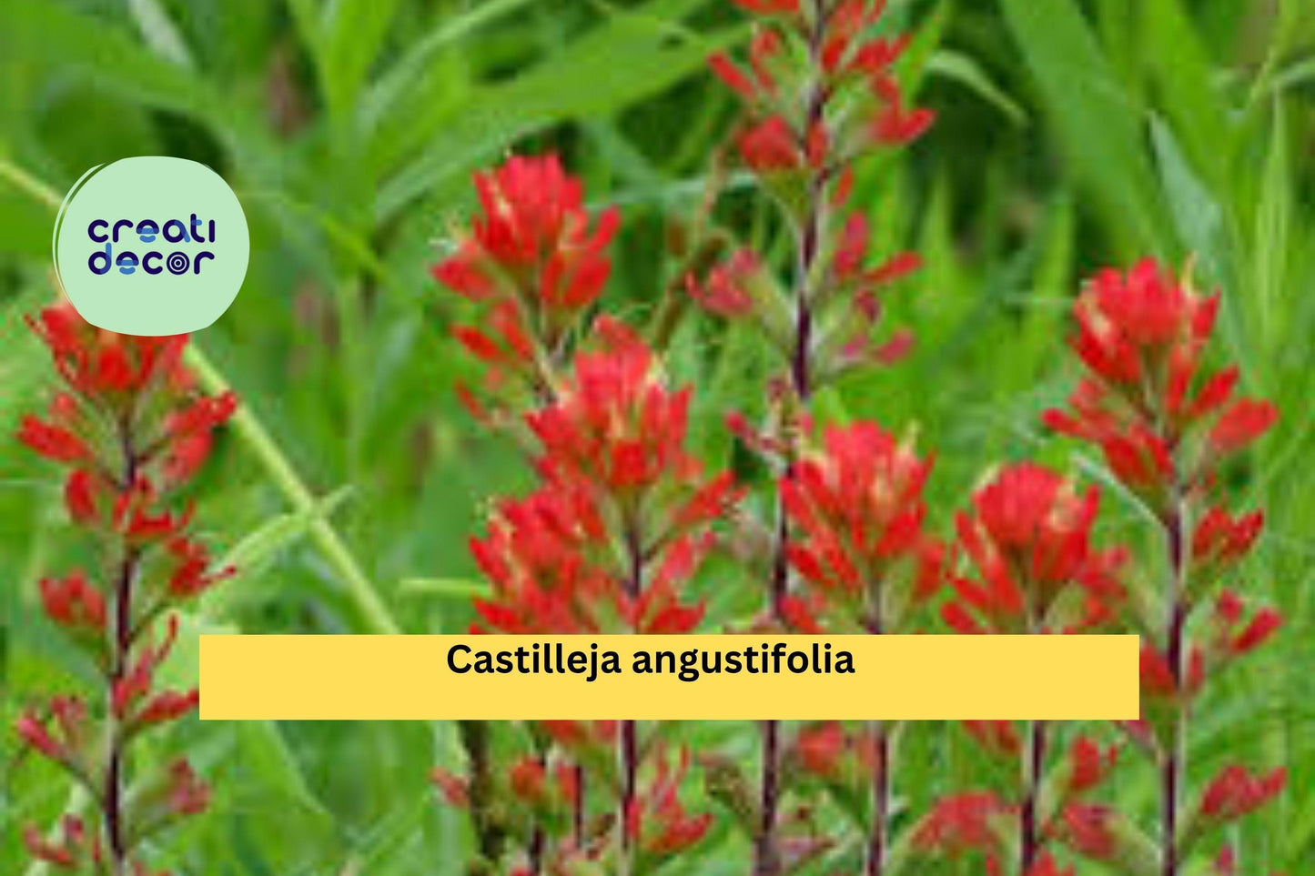 Castilleja angustifolia v. dubia Seeds (300) – Indian Paintbrush, Drought-Tolerant Wildflower, Native Perennial, Pollinator-Friendly