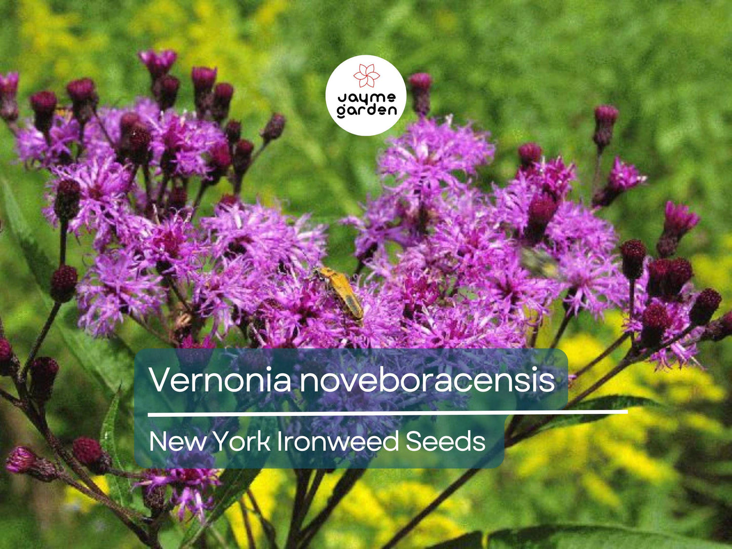 400 Seeds Vernonia Noveboracensis | New York Ironweed Seeds for Planting | Purple Flowering Perennial | Pollinator Attracting Garden Plant