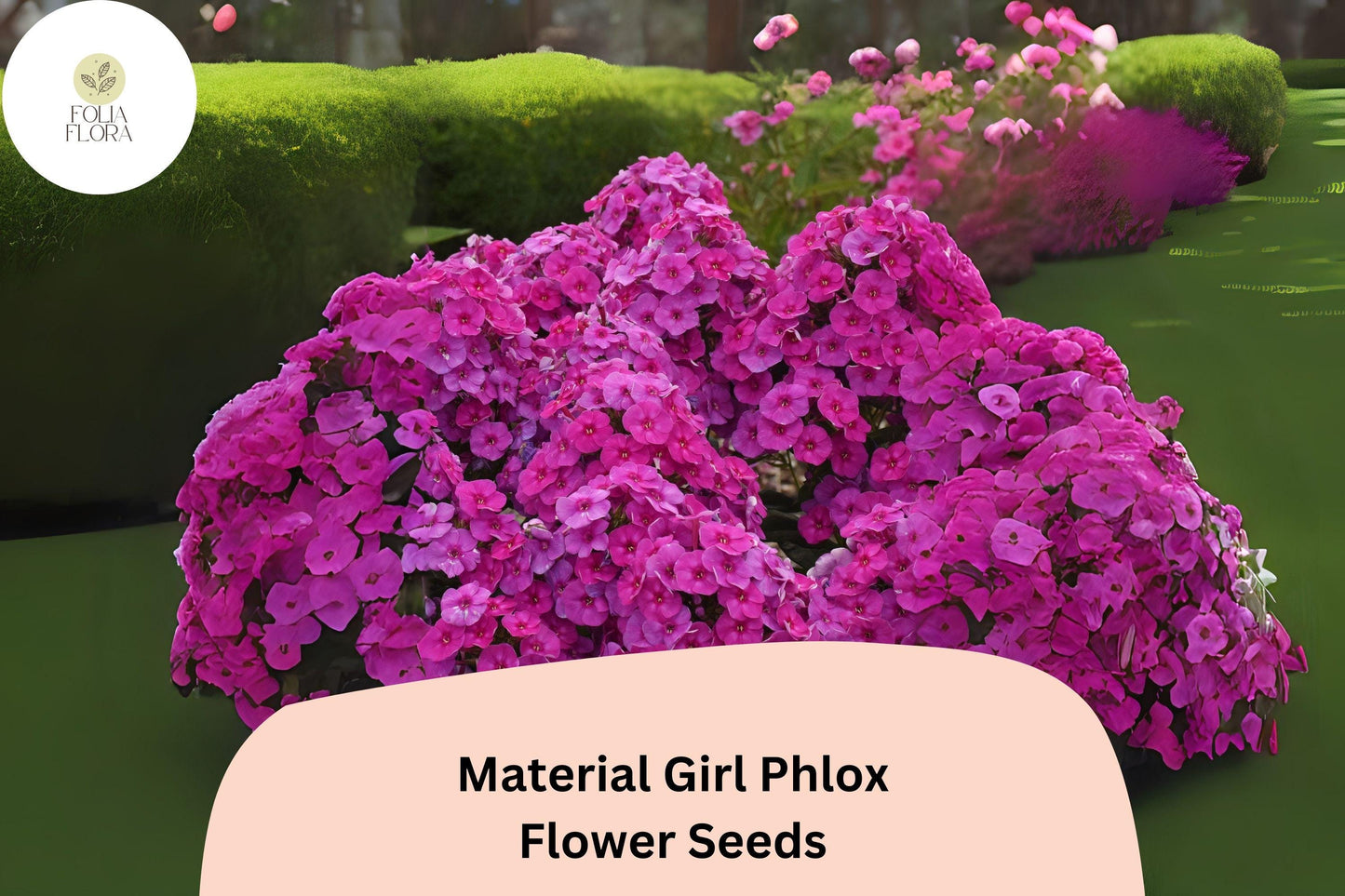 100+ Material Girl Phlox Seeds – Perennial Garden Flower Seeds, Phlox paniculata Hybrid