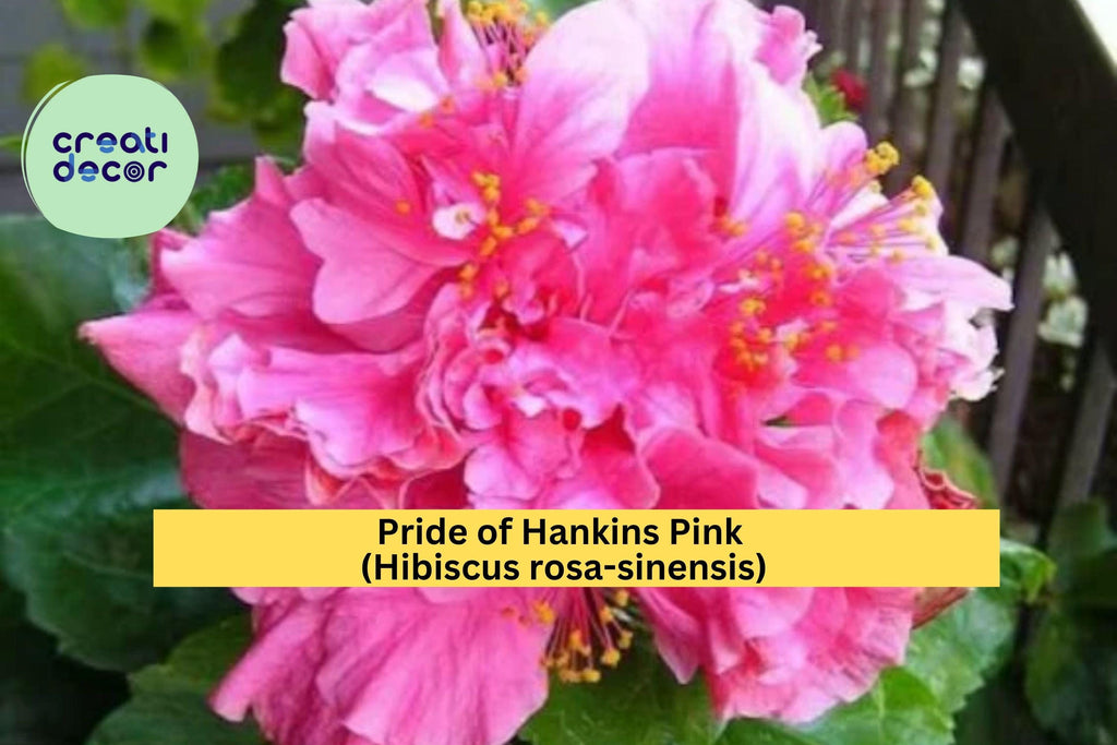Pride of Hankins Pink Hibiscus – Live Hibiscus rosa-sinensis Rooted Starter Plant, Tropical Triple Red-Pink Blooms, Garden or Patio Flower