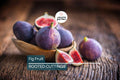 Rooted Fig Fruit Tree Cutting 17” - Live Plant with Pot - Easy to Grow, Ready to Plant