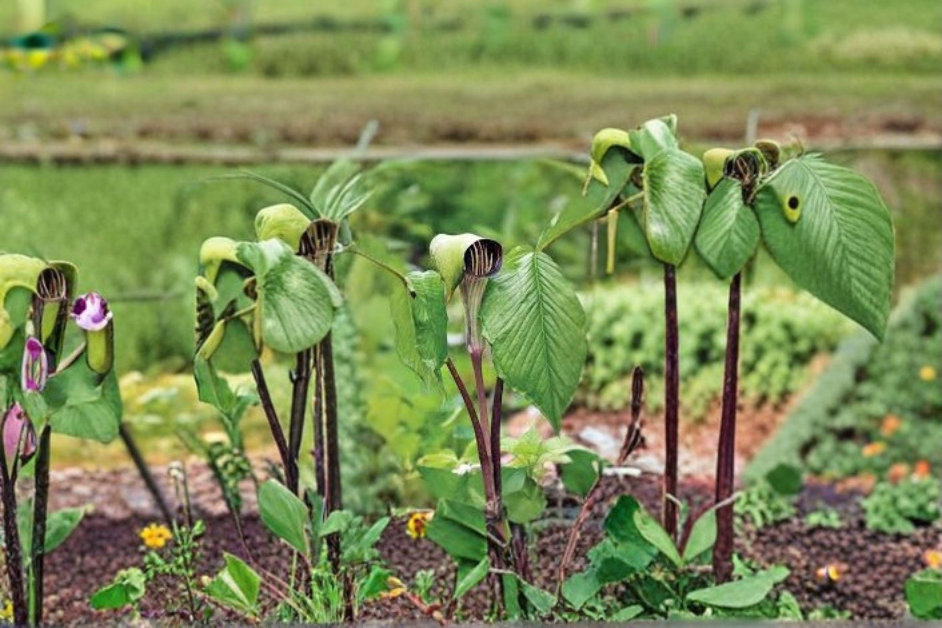 Jack-in-the-Pulpit – Arisaema triphyllum 5 Seeds | Native Woodland Perennial | Unique Spring Flower | Shade Garden Favorite
