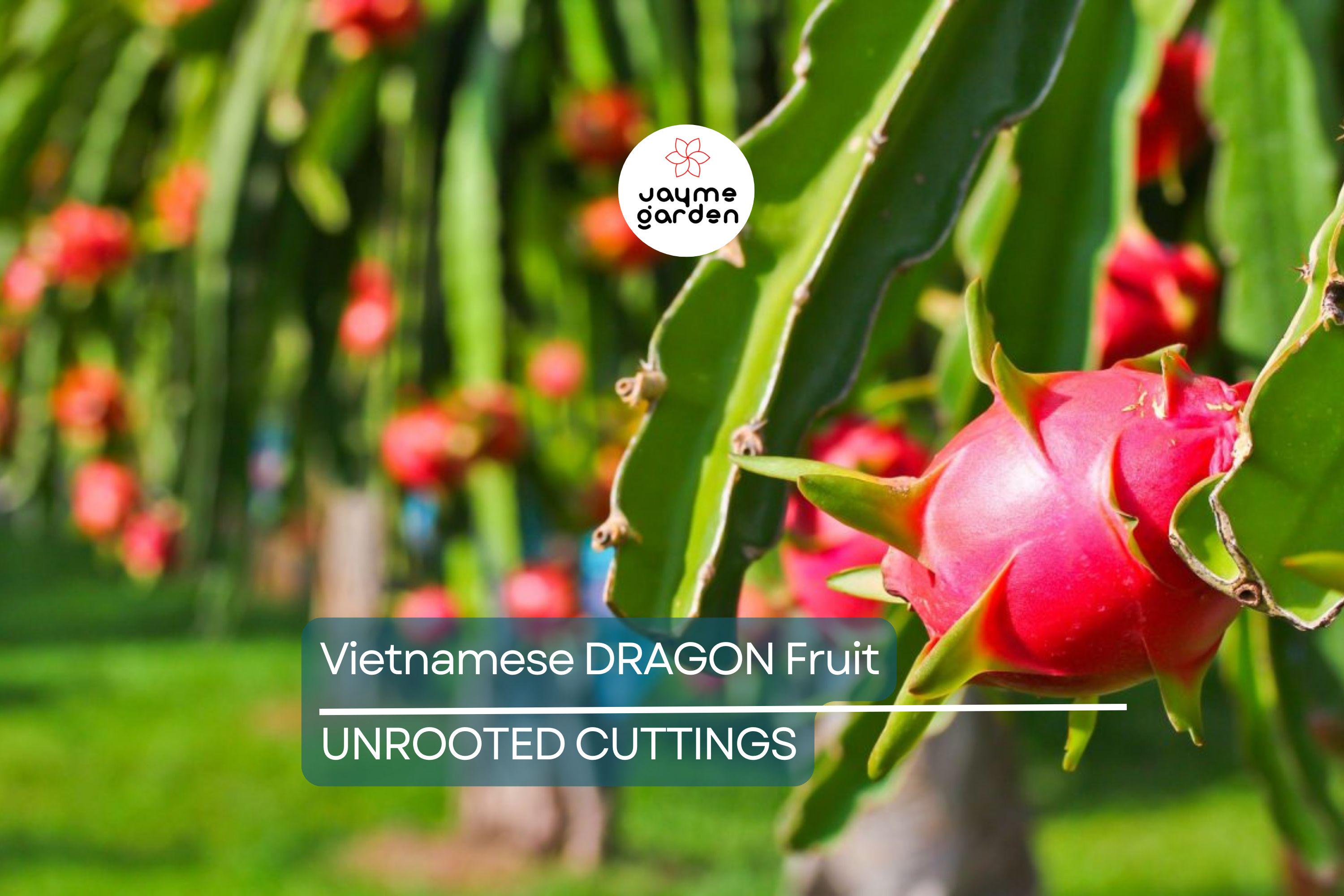 4 Vietnamese Dragon Fruit Cuttings - White Flesh, Self-Pollinating - 6-8” Tall, Easy to Grow, Perfect for Containers