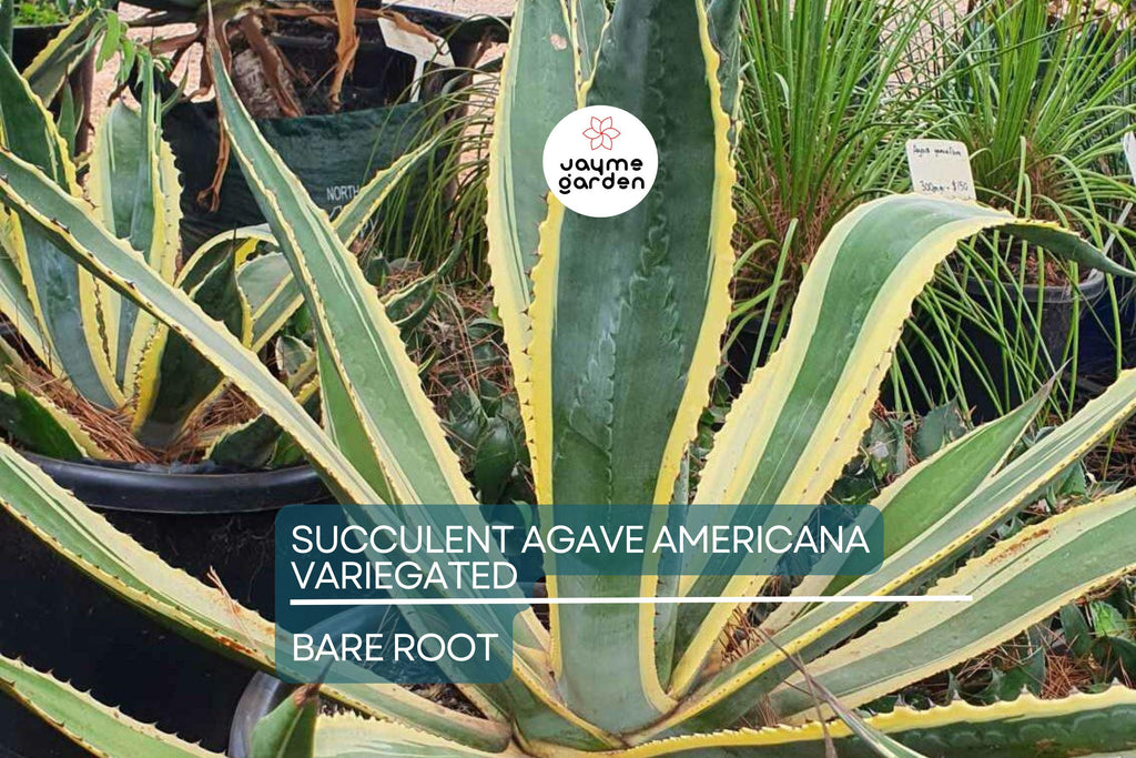 Variegated Agave Americana Century Plant – 6-12” Live Succulent, Green & Yellow