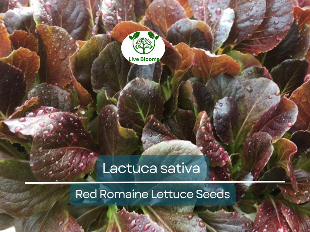 700 Seeds Red Romaine Lettuce – Lactuca sativa | Heirloom Lettuce Seeds for Planting, Gardening & Fresh, Vibrant Harvests