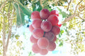 Shinano Smile Grape 1 Plant 2-3 ft (Vitis vinifera Shinano Smile) Live Grape Vine