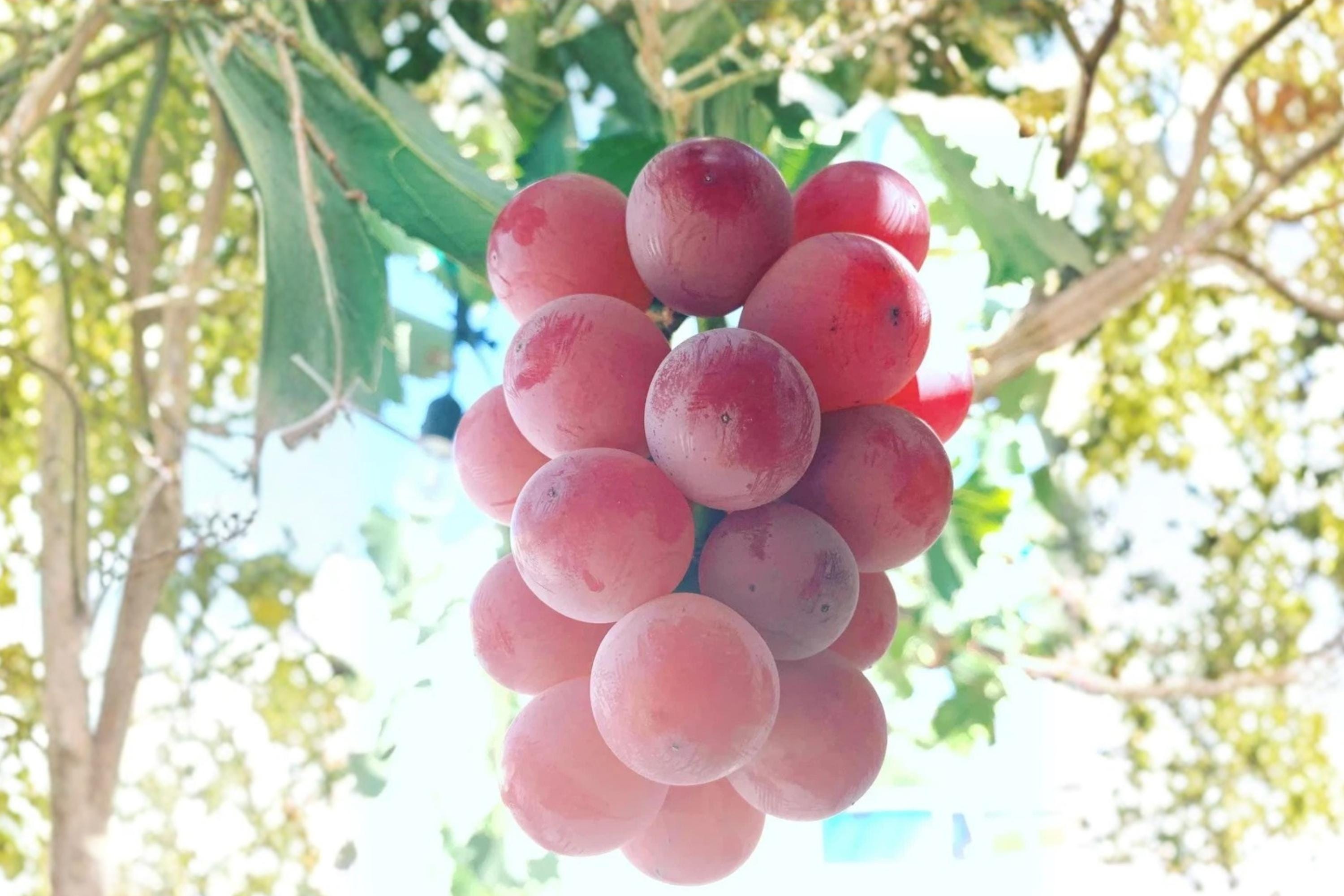 Shinano Smile Grape 1 Plant 2-3 ft (Vitis vinifera Shinano Smile) Live Grape Vine