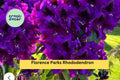 Rhododendron ‘Florence Parks’ | Live Rooted Starter Plant | Evergreen Shrub with Purple Spring Blooms