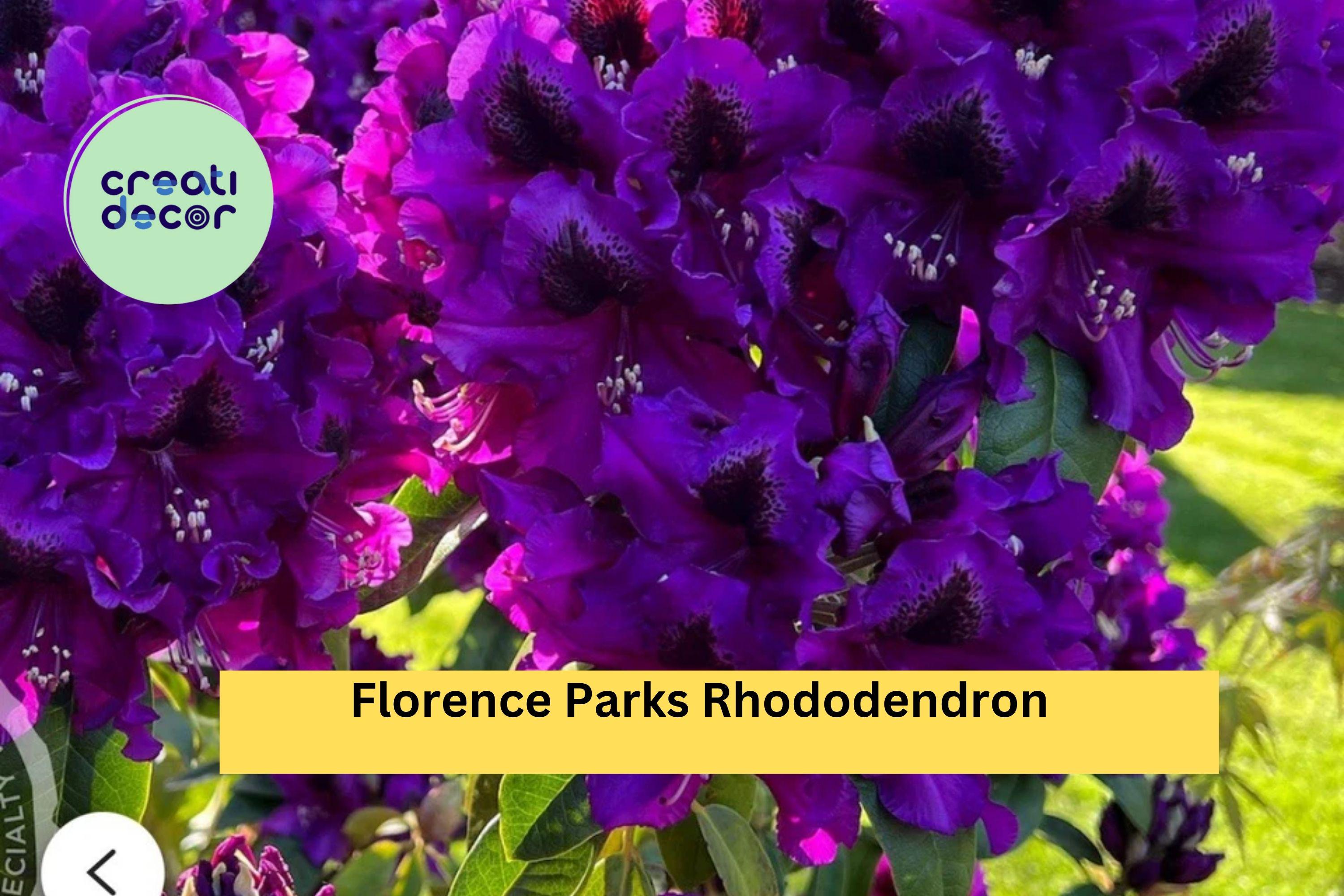 Rhododendron ‘Florence Parks’ | Live Rooted Starter Plant | Evergreen Shrub with Purple Spring Blooms