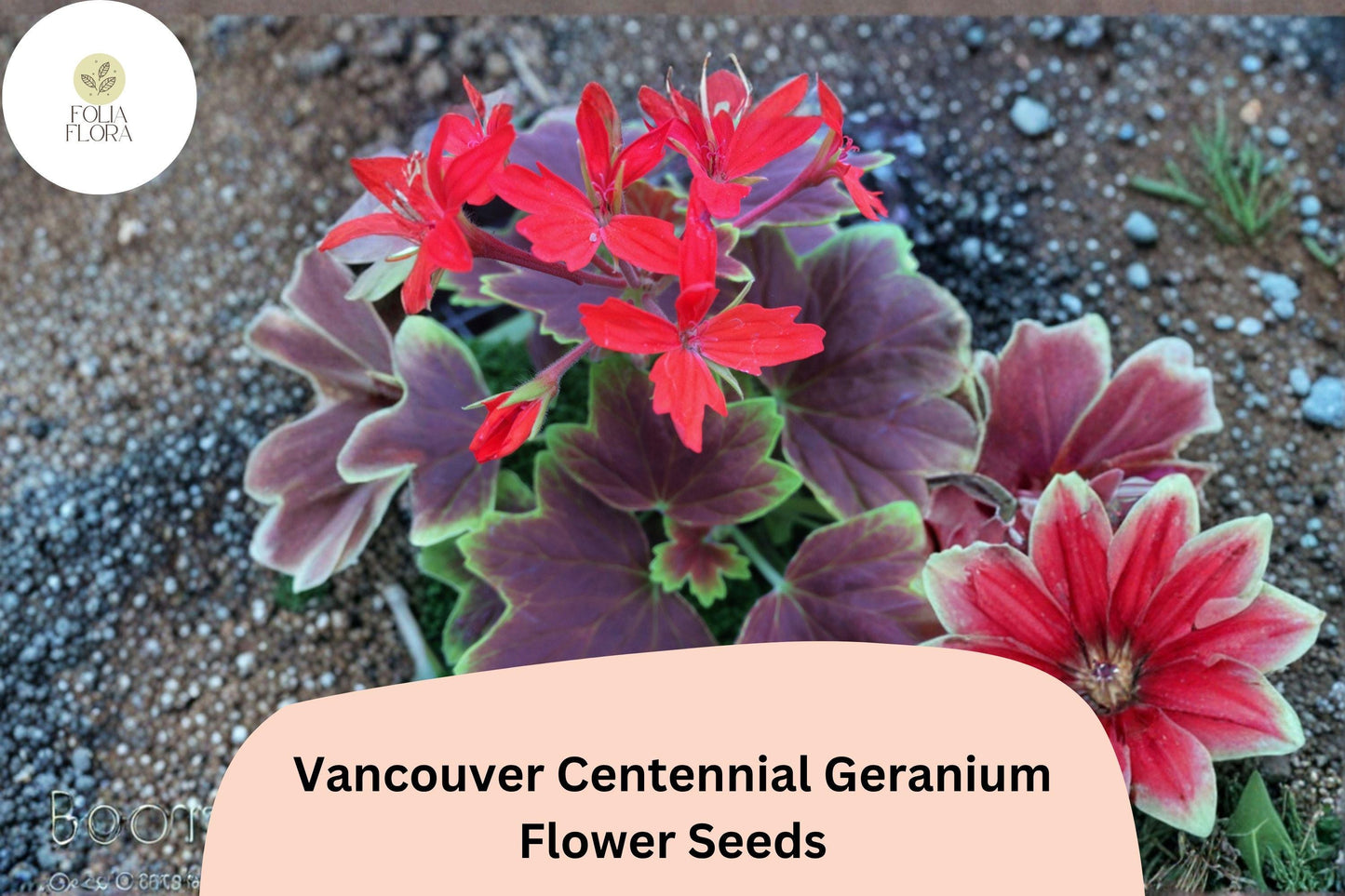 25+ Vancouver Centennial Geranium Seeds | Zonal Pelargonium | Red-Orange Blooms & Bronze Leaves for Garden Pots