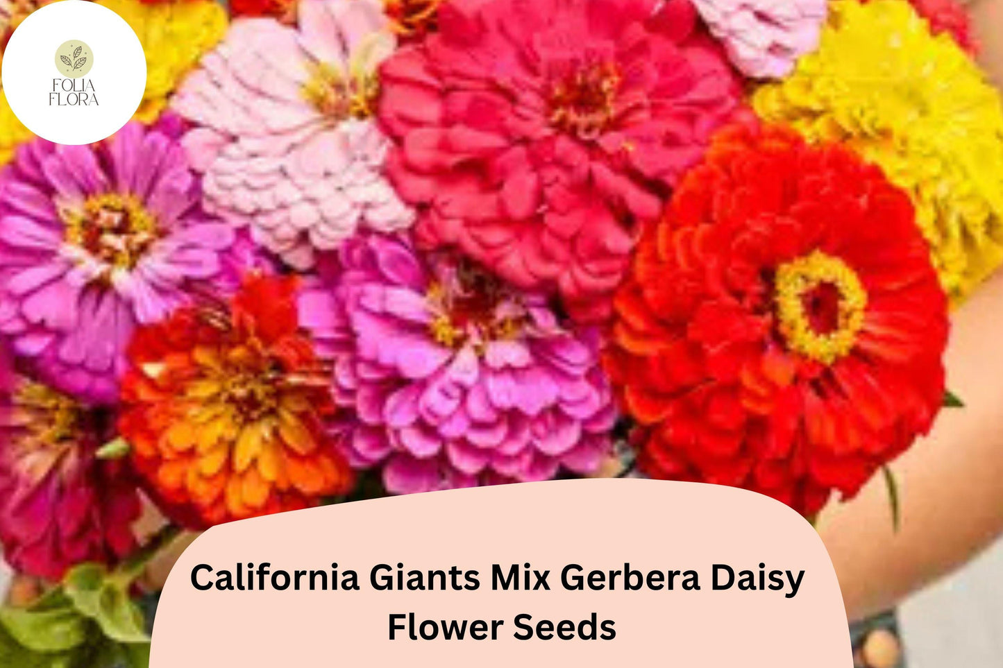 200+ California Giants Mix Gerbera Daisy Seeds | Gerbera jamesonii | Bright Mixed Colors for Pots & Garden Borders