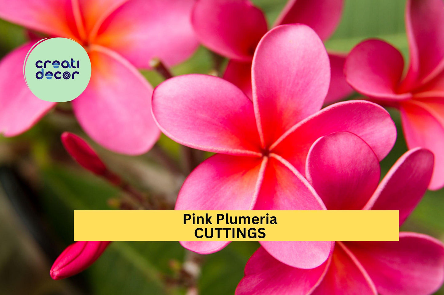 2 Pink Plumeria Cuttings | 10" Unrooted Starter | Single Head Frangipani Tree | Tropical Garden or Patio Plant | USA Seller