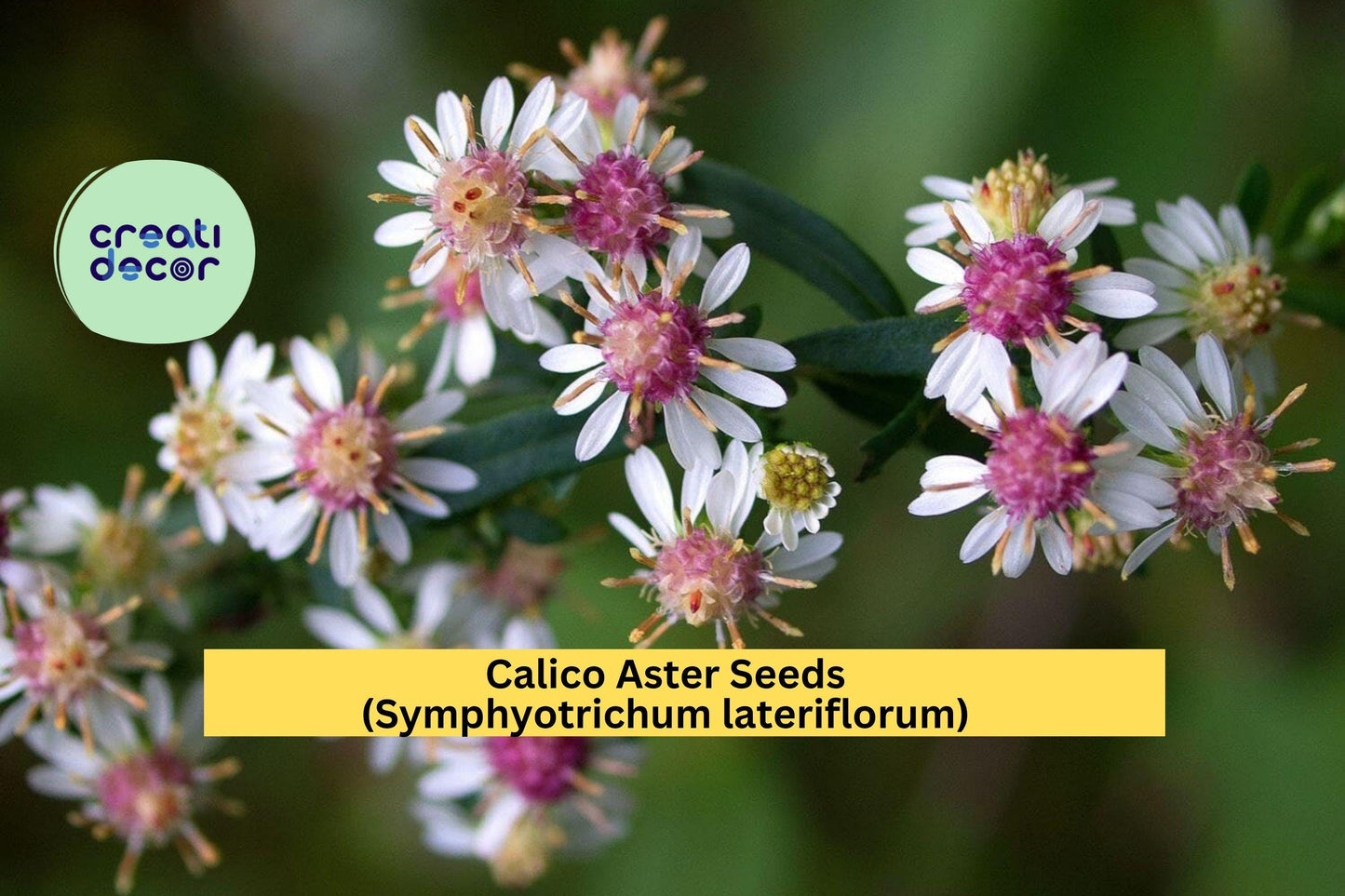 Calico Aster Seeds (Symphyotrichum lateriflorum) – 100 Seeds – White Native Perennial Wildflower for Pollinator and Woodland Gardens