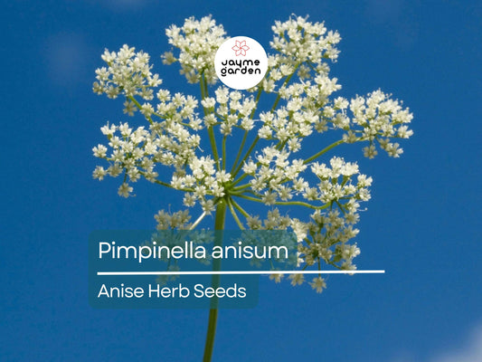 Anise Herb Seeds for Planting (250mg) - Aromatic & Edible Heirloom Seeds - Grow for Tea, Baking, or Culinary Dishes