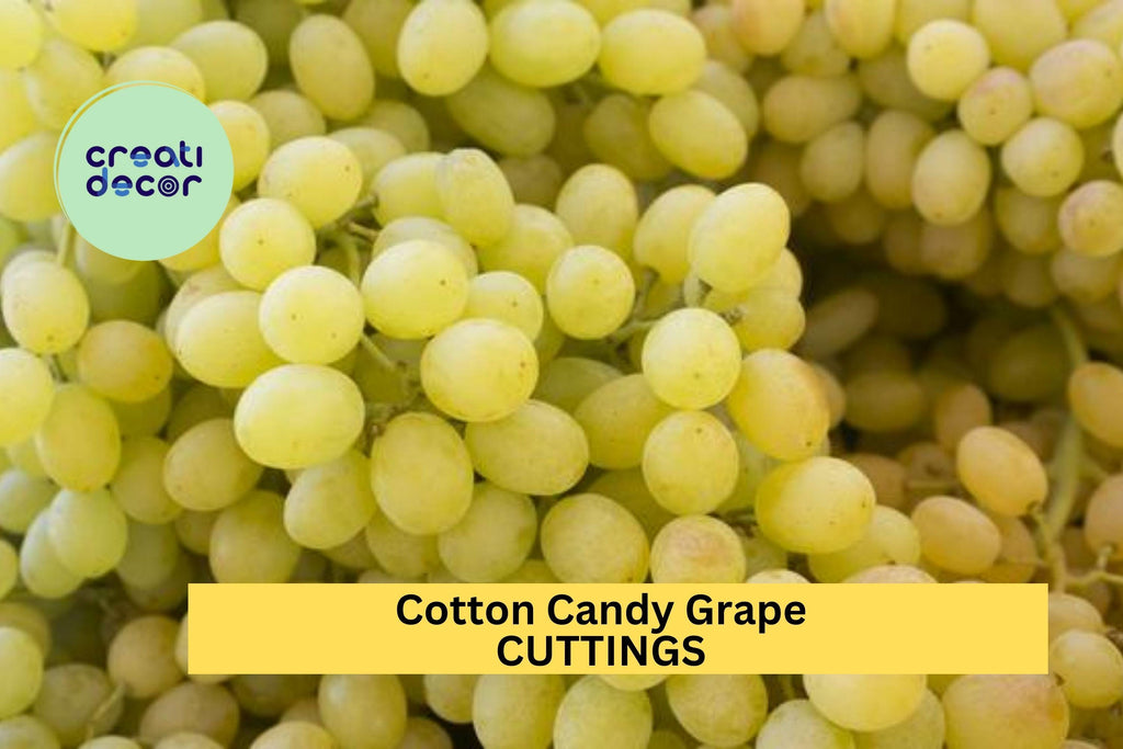 5 Cotton Candy Grape Cuttings – Very Rare Variety for Rooting or Grafting, Sweet Flavor & Easy to Grow – Unrooted Stems – USA