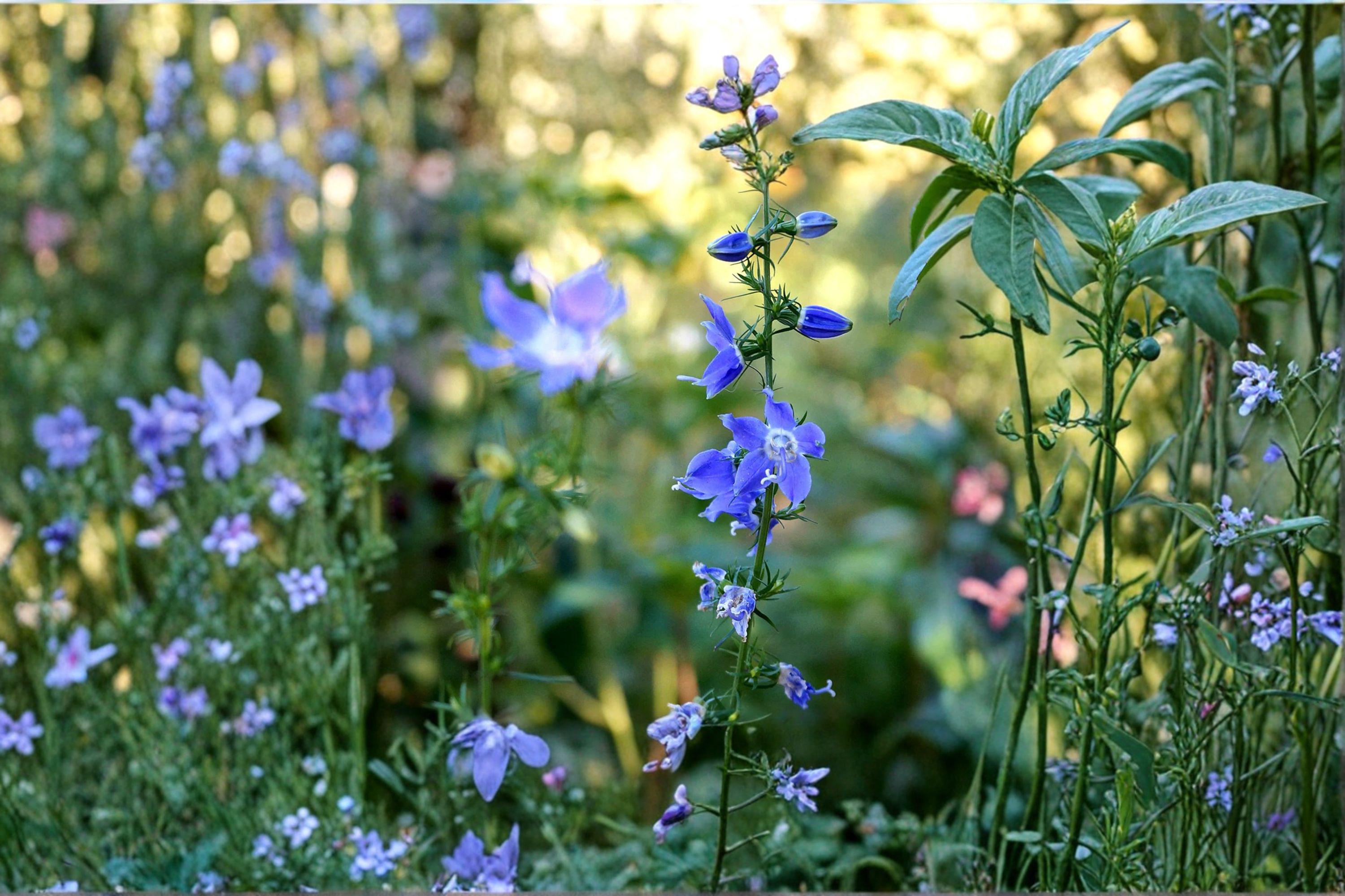 Campanula americana/Tall Bellflower – 500 Seeds | Native Woodland Biennial | Blue-Violet Blooms | Pollinator Friendly