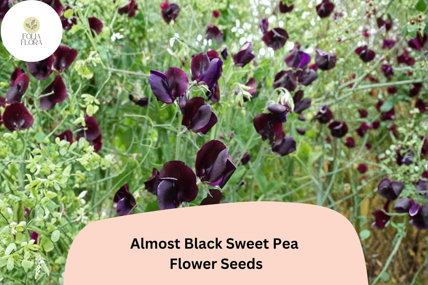 Almost Black Sweet Pea Seeds | Lathyrus odoratus Deep Maroon Blooms Garden Planting (50+ Seeds)