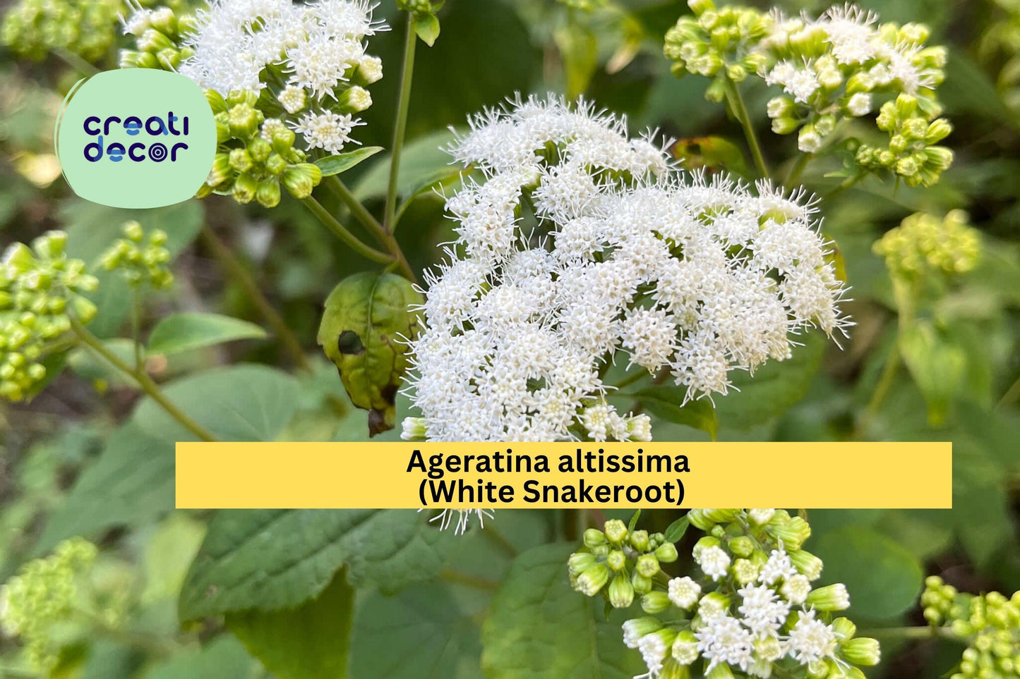 Ageratina Altissima Seeds (500) | White Snakeroot | Native Shade Wildflower | Pollinator-Friendly Perennial for Natural Gardens