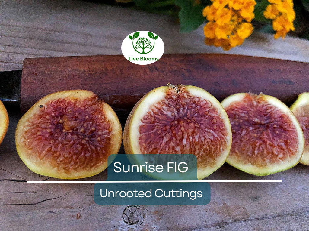 1 Sunrise Fig Unrooted Cutting 6-8" – Ficus carica, Sweet Fig Tree Cutting for Propagation, Home Garden