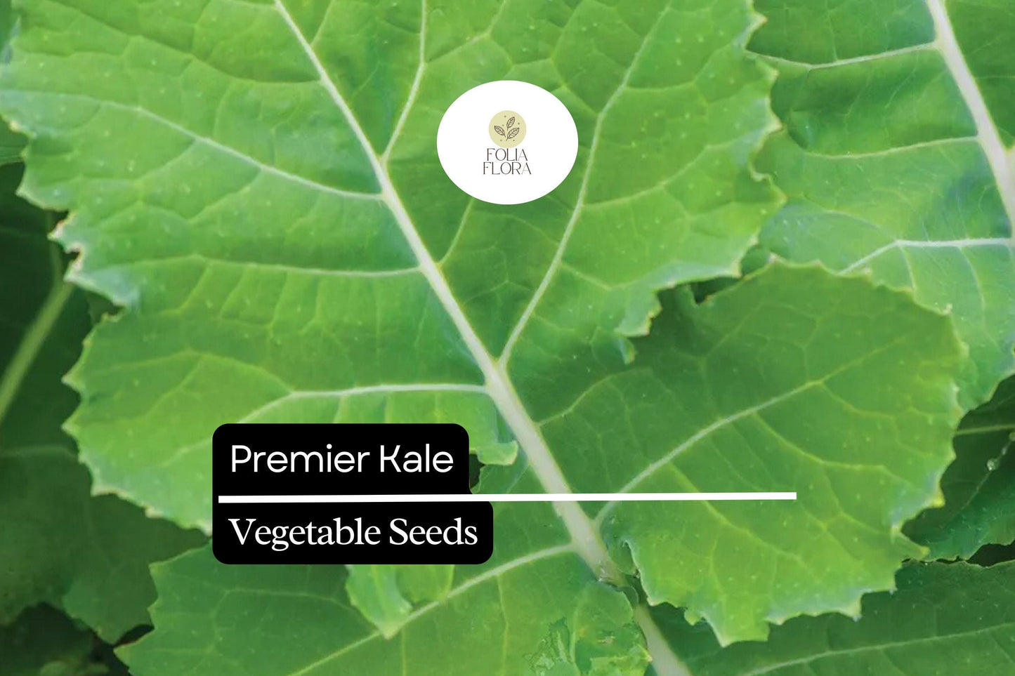 200 Seeds Premier Kale (Brassica oleracea) – Nutritious, Hardy, and Fast-Growing Leafy Green