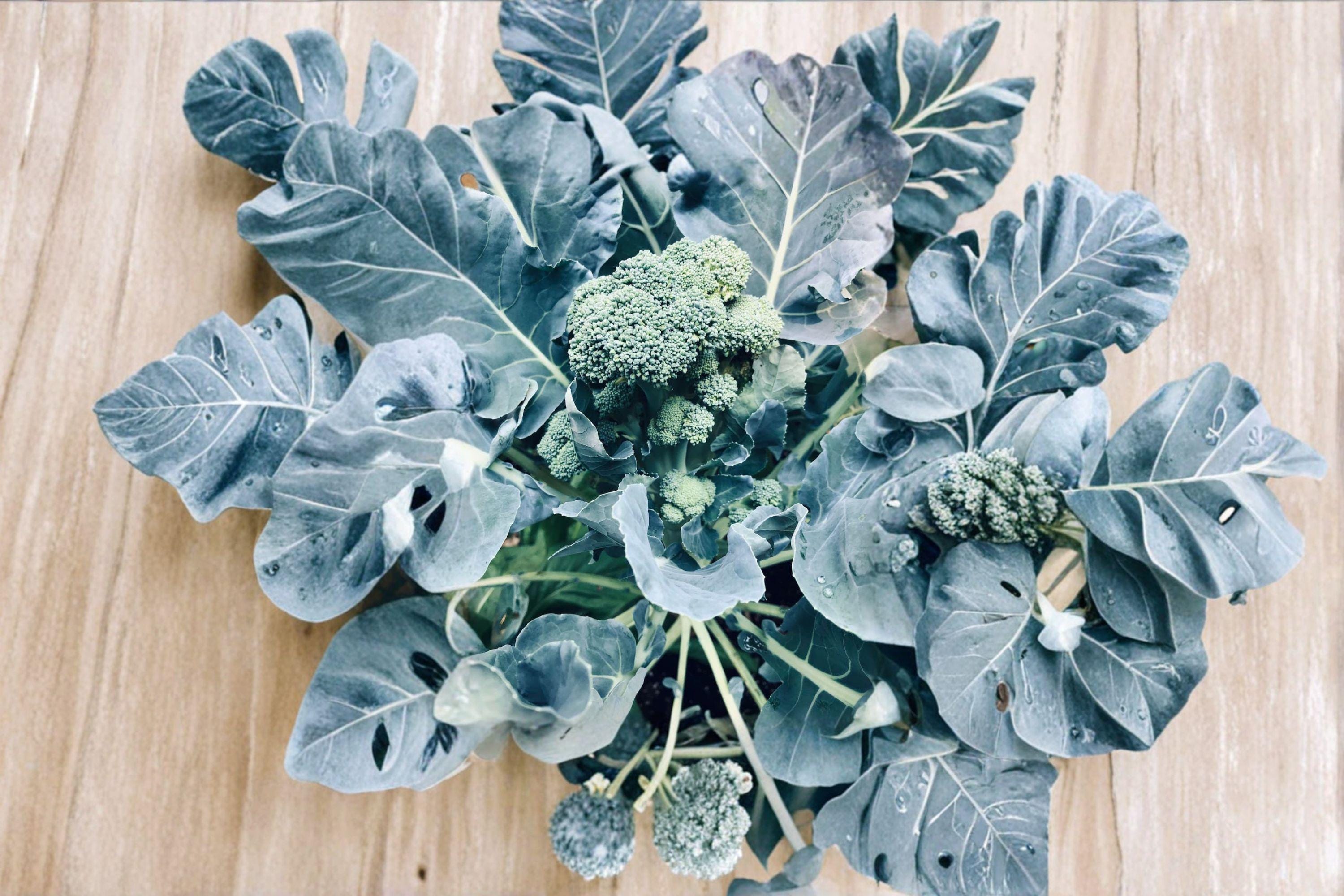Broccoli – Green Sprouting Calabrese 300 Seeds | Italian Heirloom | Side-Shoot Broccoli | Continuous Harvest Variety