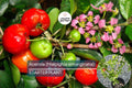 Acerola Fruit Tree (Malpighia emarginata) Live Starter Plant 2’-3’ Tall – Ready to Fruit, Tropical Vitamin C Powerhouse