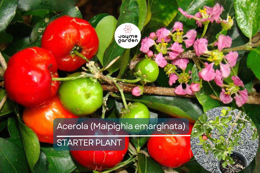 Acerola Fruit Tree (Malpighia emarginata) Live Starter Plant 2’-3’ Tall – Ready to Fruit, Tropical Vitamin C Powerhouse