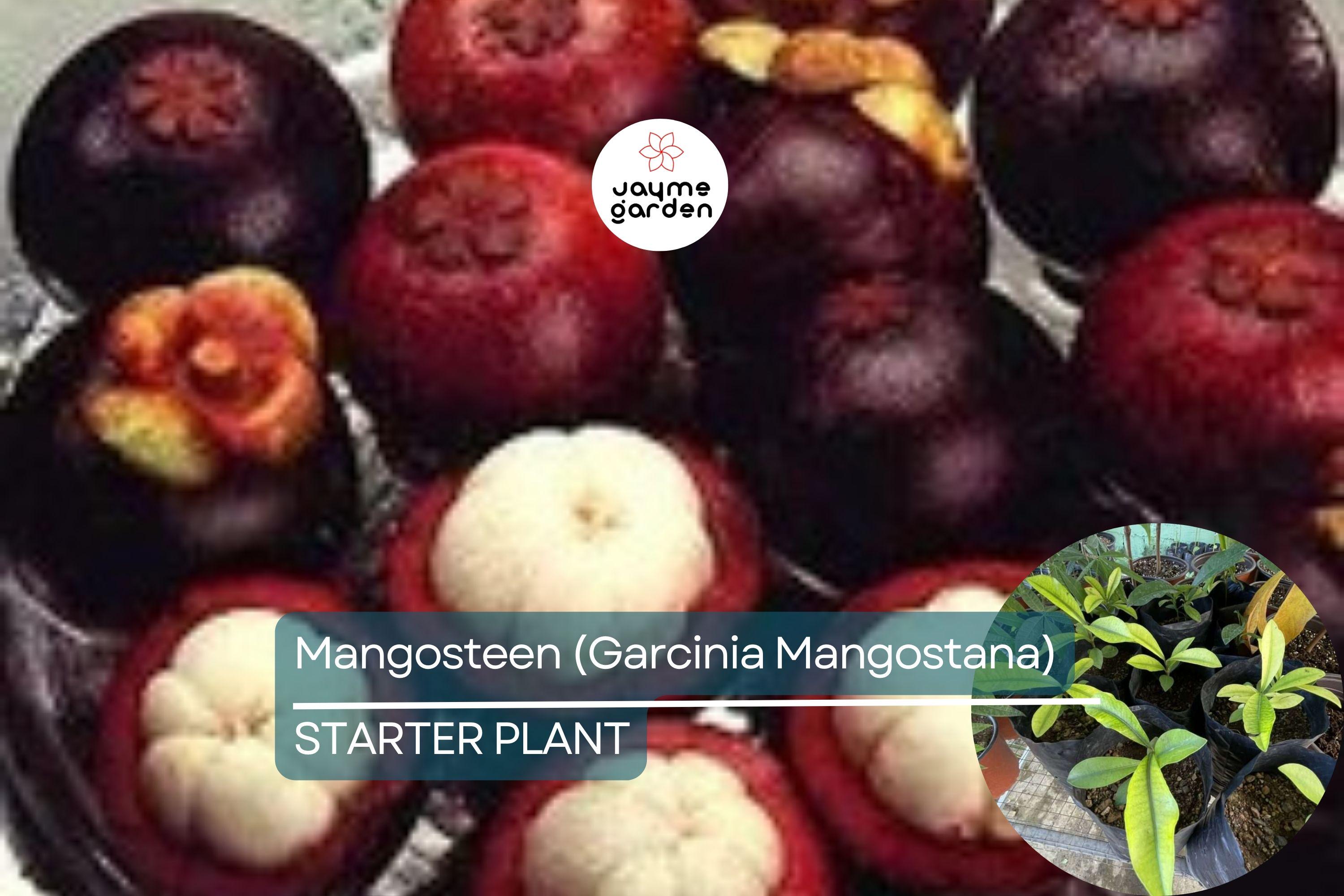 1 Mangosteen Tree (Garcinia Mangostana) Exotic Tropical Fruit Tree 6” | Queen of Fruits, Sweet & Tangy Flavor