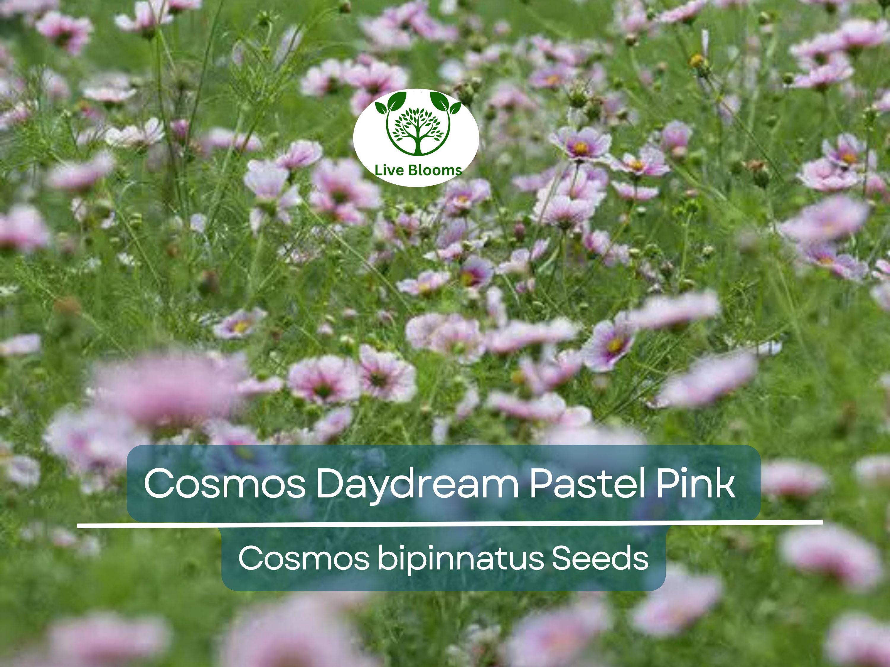 200 Cosmos Daydream Seeds – Pastel Pink Hybrid Cosmos bipinnatus, Non-GMO, 3-5' Tall Blooms, Pollinator-Friendly Annual