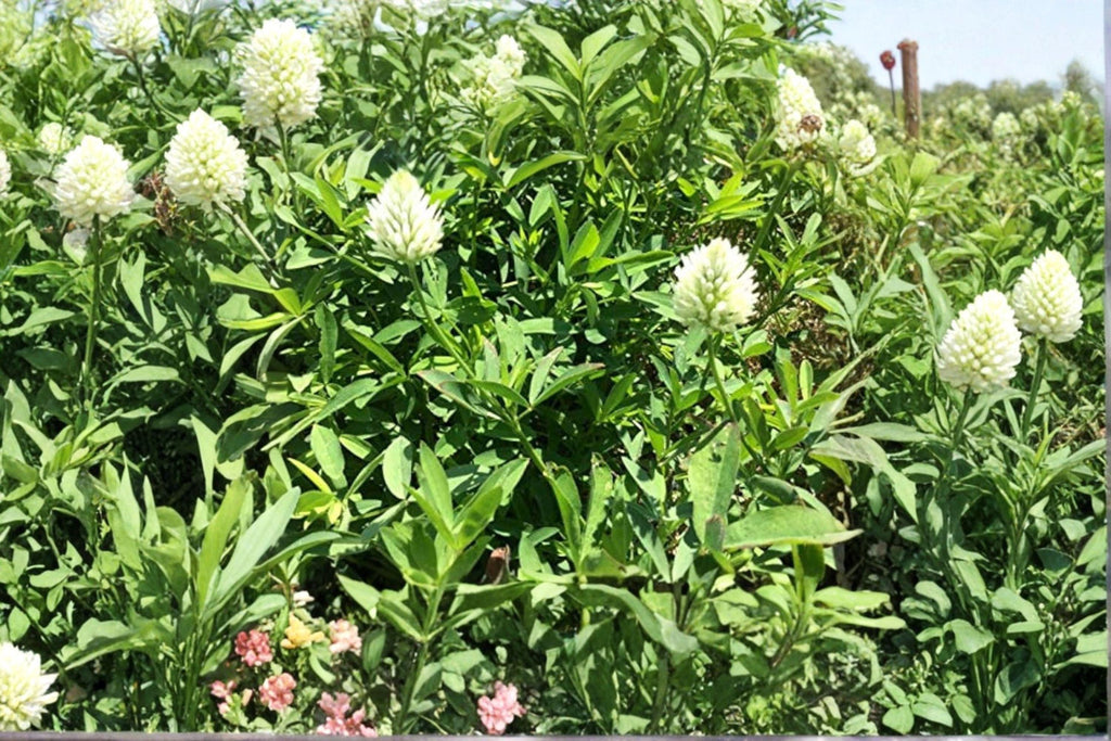 Berseem Clover – Trifolium alexandrinum 100 Seeds | Nitrogen-Fixing Cover Crop | Open-Pollinated