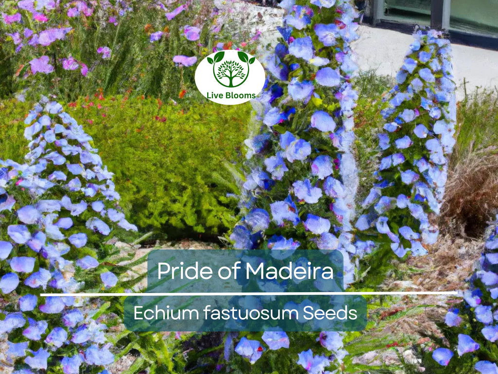 50 Pride of Madeira Seeds (Echium fastuosum) | Blue Bugloss Flowering Plant, Beautiful Blue Blooms, Hardy Shrub, Pollinator-Friendly Garden