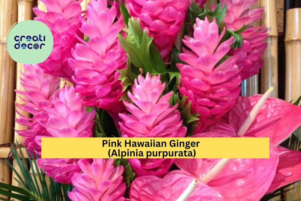 Pink Hawaiian Ginger – Alpinia purpurata 2 Live Roots, Tropical Flowering Plant for Garden or Patio, Vibrant Pink Blooms