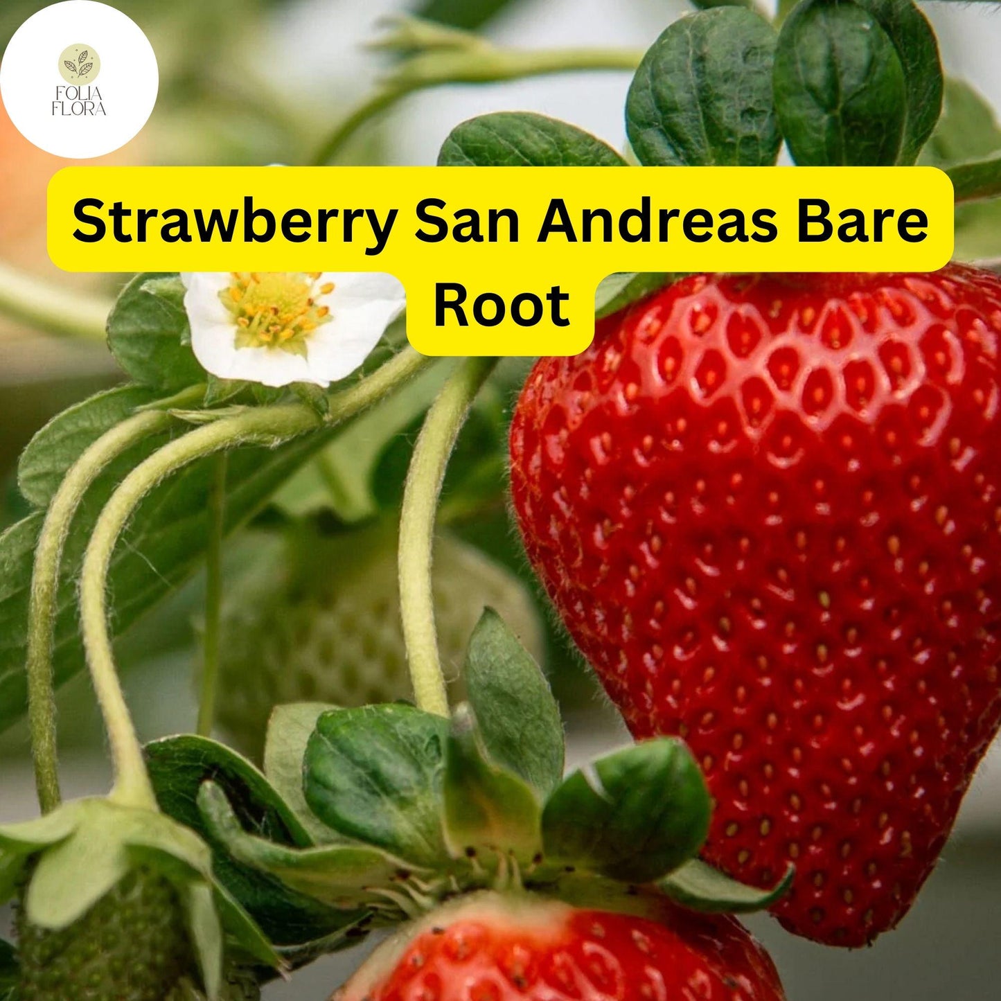 10 Bare Root Everbearing Strawberry Plants "San Andreas" for Zones 4-9