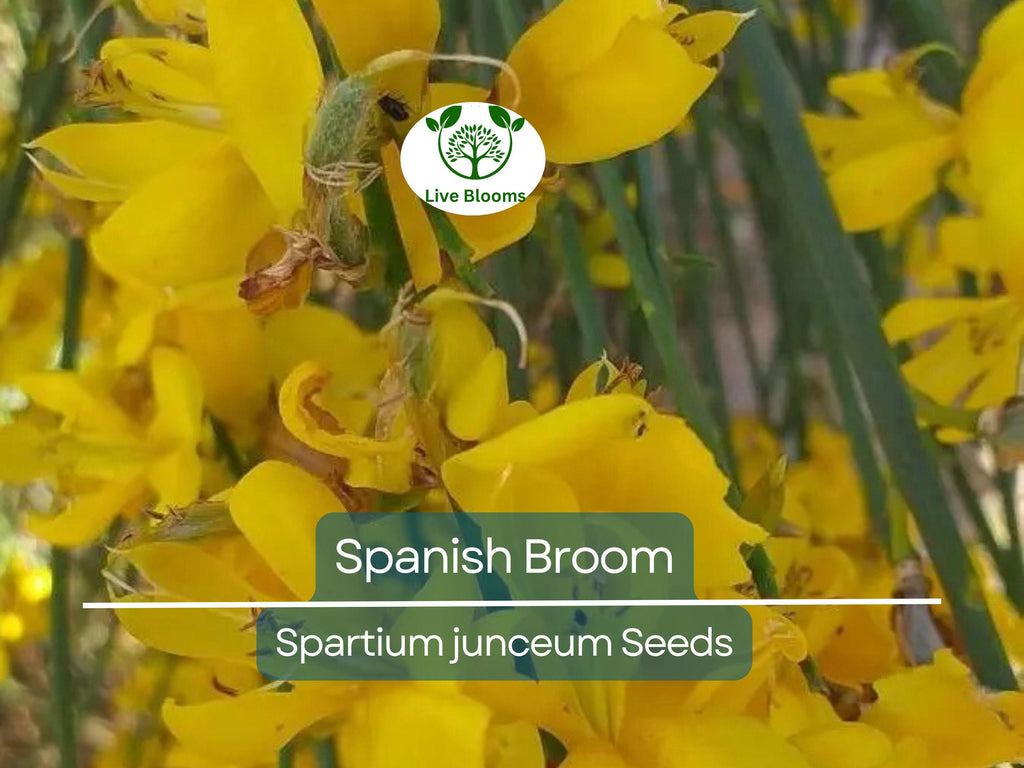 20 Spanish Broom Seeds (Spartium junceum) Weavers Broom, Yellow Flowering Bush Shrub, Hardy Shrub for Garden, Fragrant Plant Seeds