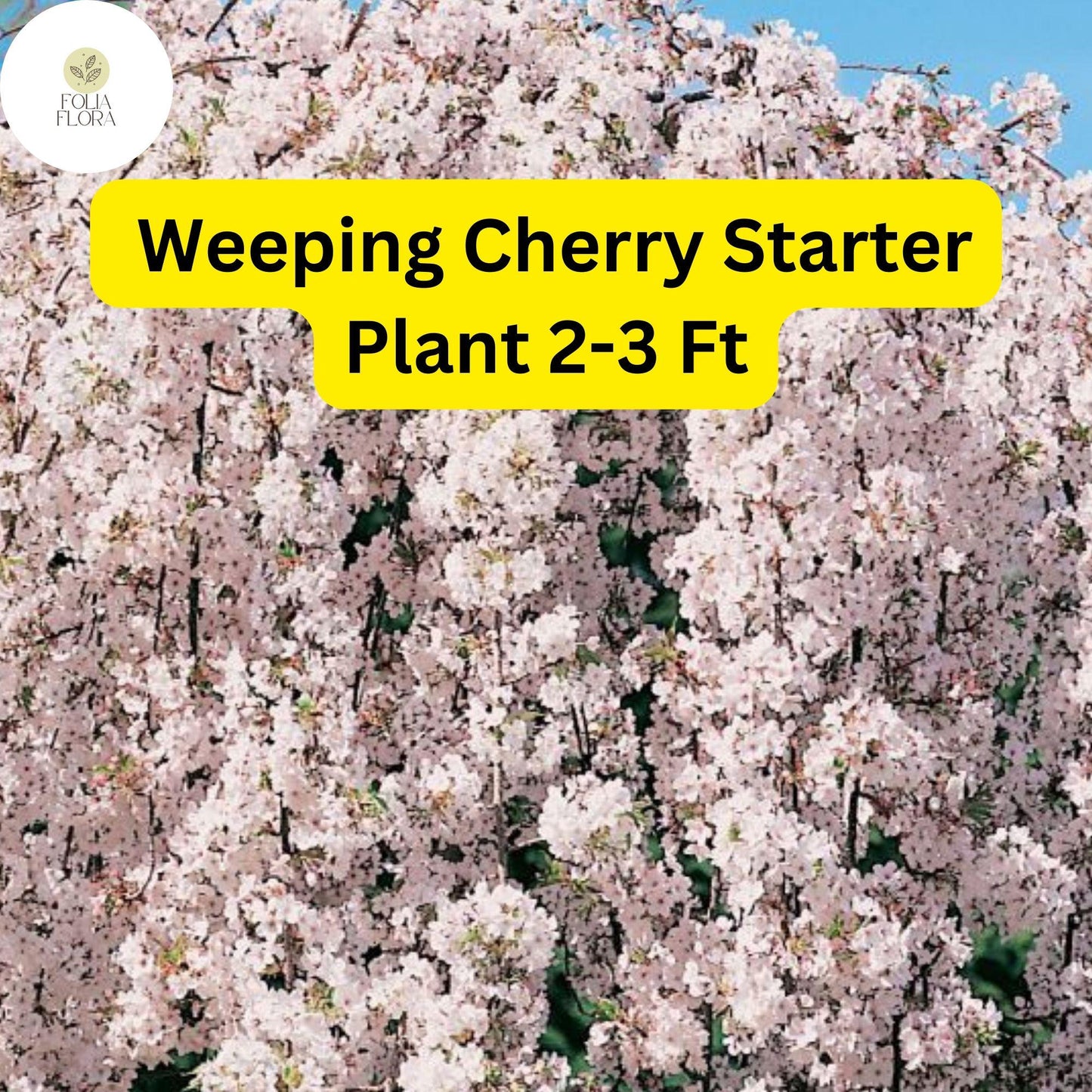 1 Weeping Cherry Tree, 2-3 Ft Tall, Live Flowering Tree, Ready to Plant, Prunus pendula