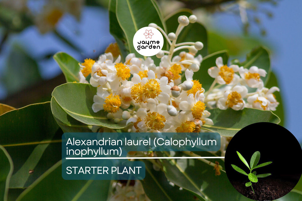 Ball Nut / Alexandrian Laurel (Calophyllum inophyllum) Live Tropical Tree 12”-24” – Elegant Ornamental and Versatile Uses
