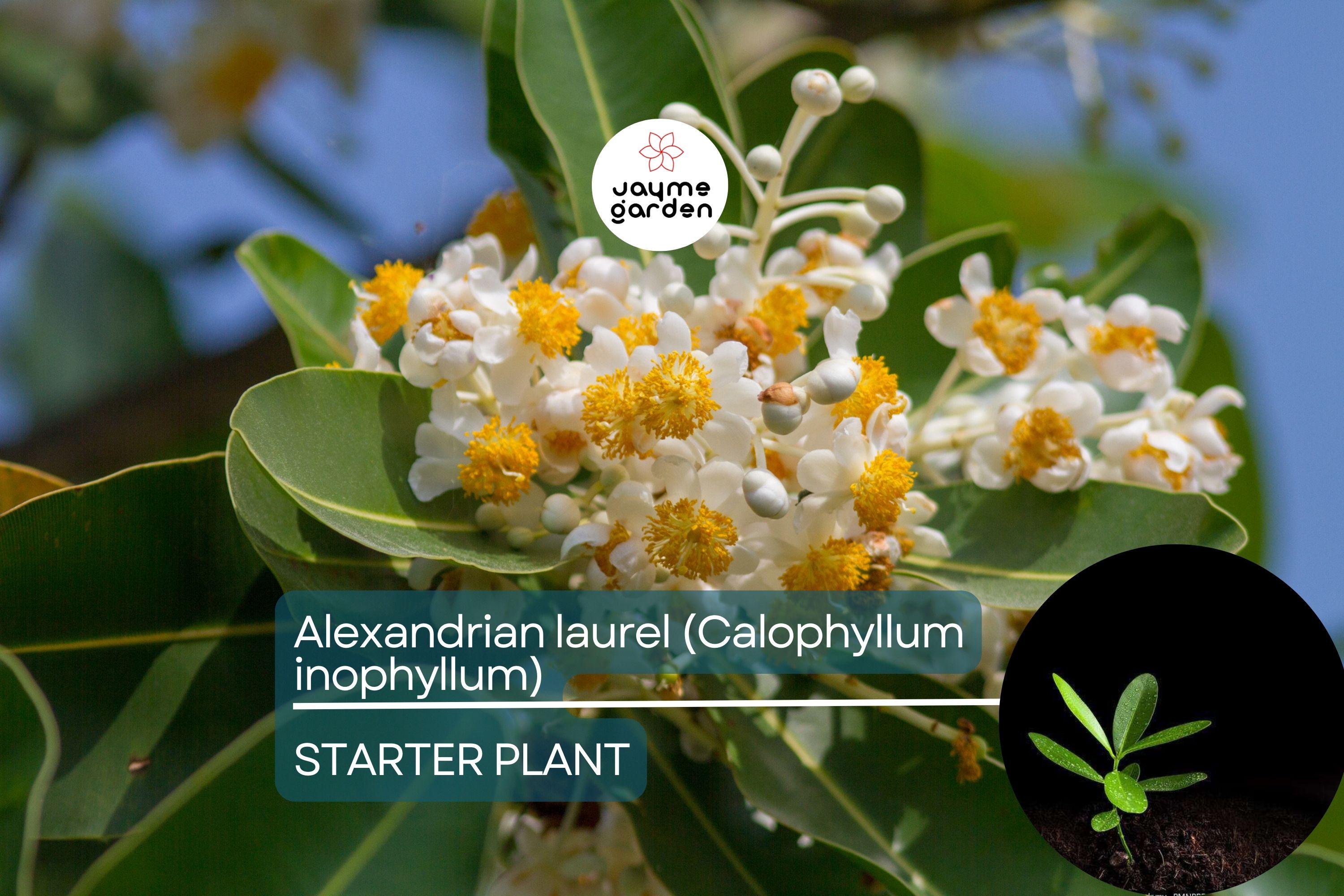 Ball Nut / Alexandrian Laurel (Calophyllum inophyllum) Live Tropical Tree 12”-24” – Elegant Ornamental and Versatile Uses