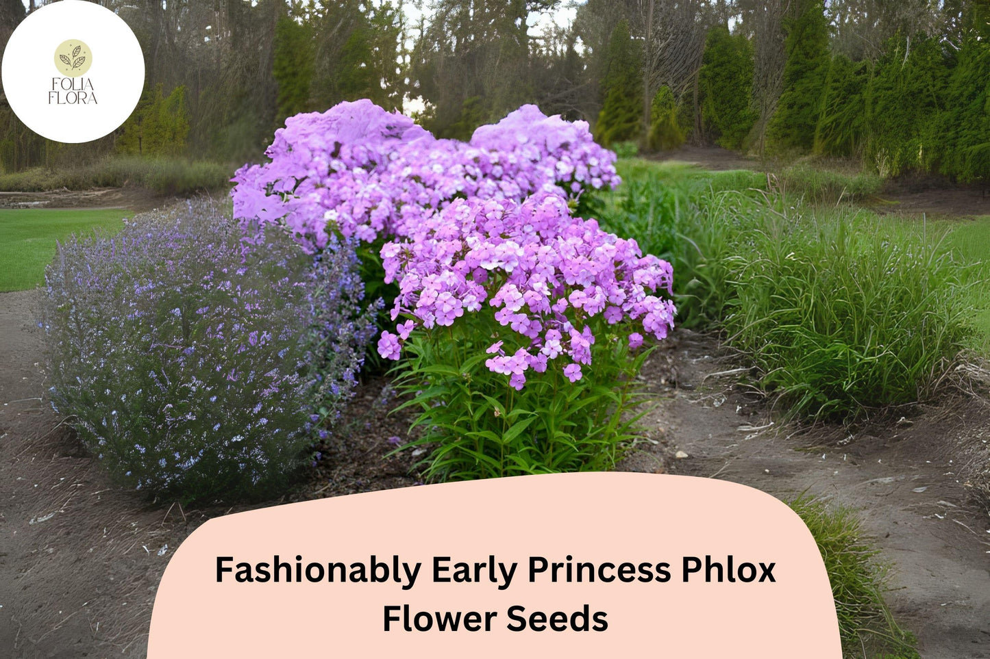 100+ Fashionably Early Princess Phlox Seeds for Garden Planting | Phlox paniculata | Perennial Flower Seeds | Pink Blooms