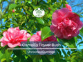 5 Fresh Unrooted Cuttings of Camellia Flowering Shrubs (Camellia japonica) 6-8 Inches – Hardy, Beautiful Blooms for Propagation