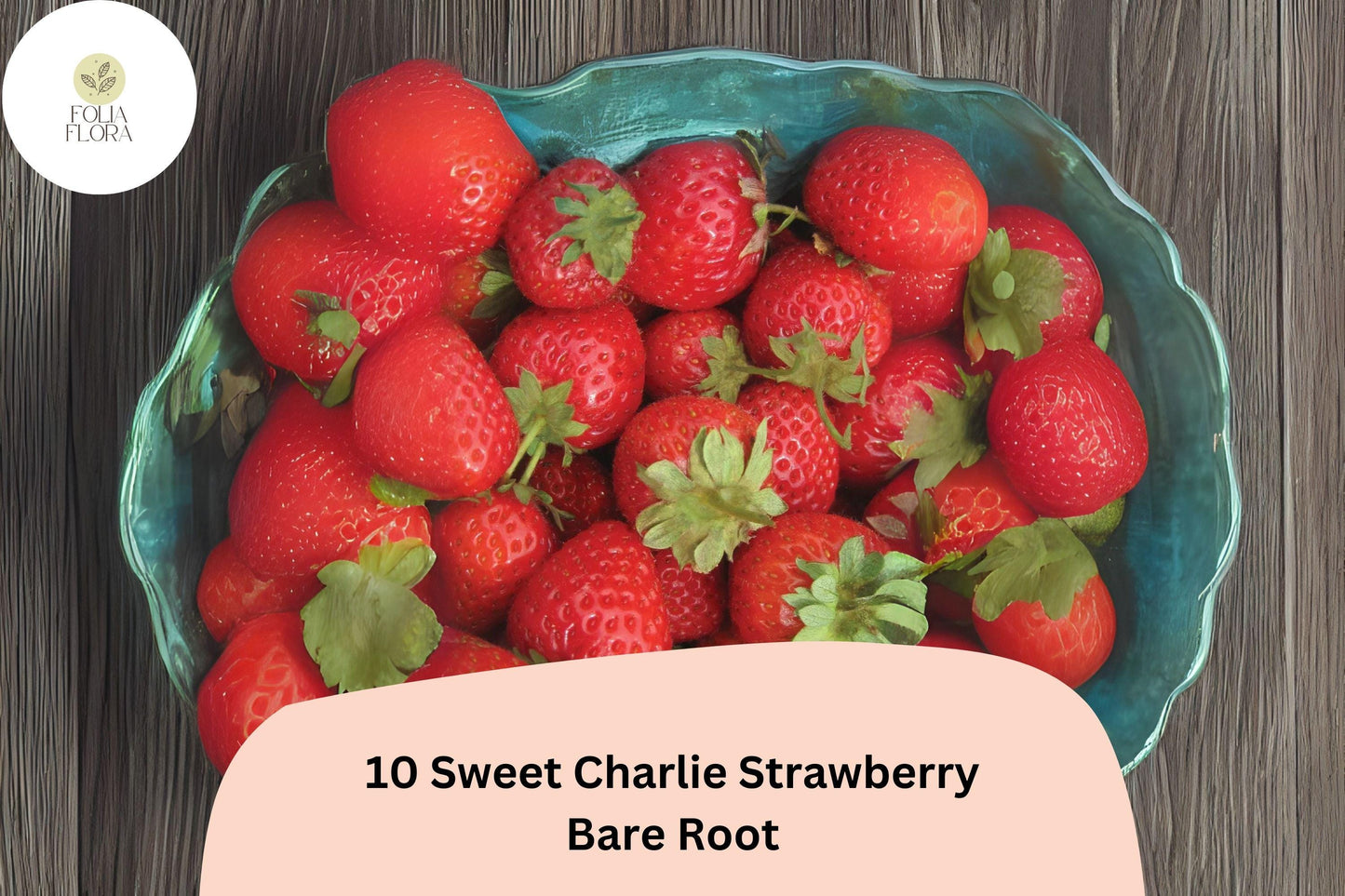 10 Sweet Charlie Strawberry Plants | Live Bare Root June-Bearing | Fragaria × ananassa Garden Fruit