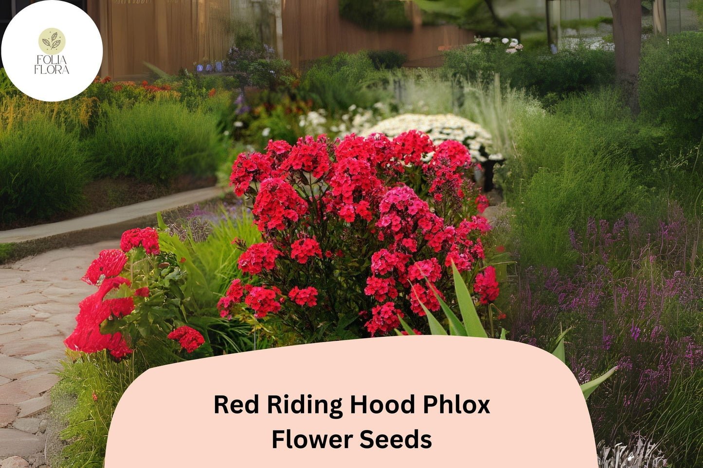 100+ Red Riding Hood Phlox Seeds – Phlox paniculata, Bright Red Perennial Garden Flowers