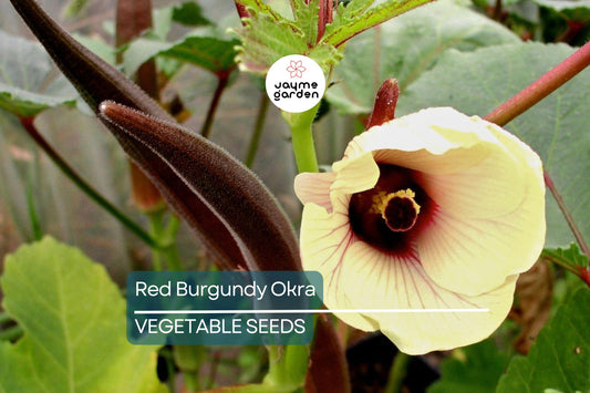 100 Red Burgundy Okra Seeds – Non-GMO Heirloom, Stunning Red Pods | USA Seller, Free Shipping