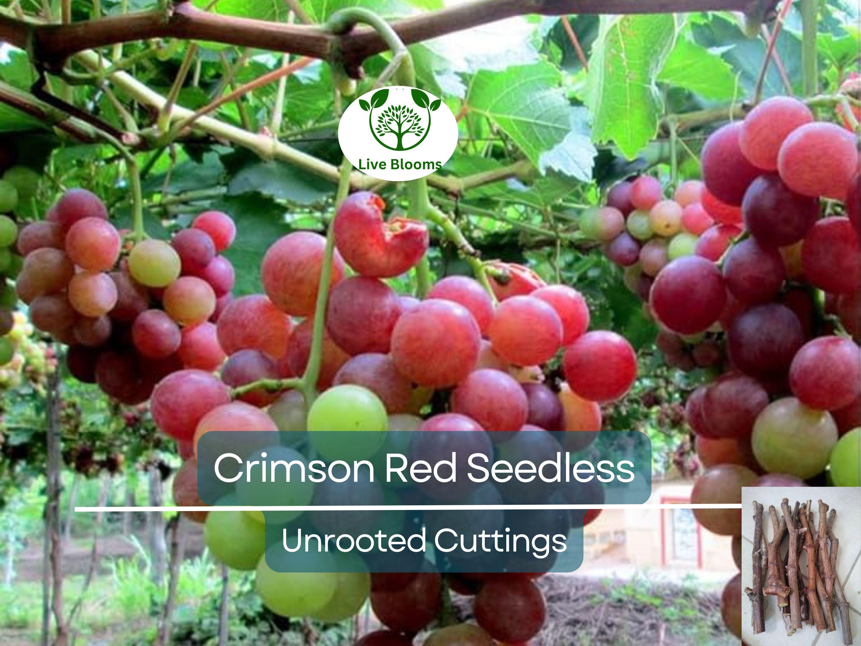 5 Crimson Fresh Vine Unrooted Cuttings - Large Red Seedless Table Grape (Vitis vinifera) | Delicious, Sweet, Fruit Cuttings for Vine Growth